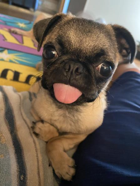 /images/uploads/pug nation rescue of los angeles/pugnation2024/entries/30836thumb.jpg